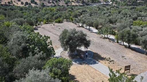 Yıllara meydan okuyan 1316 yaşındaki anıt ağaç zeytin vermeye devam ediyor