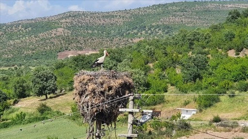 Yıllardır aynı direğe yuva yapan leylekler için enerji hattının yeri değiştirildi