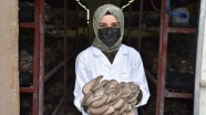 Yıllık 30 ton istiridye mantarı üreten harita mühendisi genç kadın, mesleğini bırakıp üretici oldu