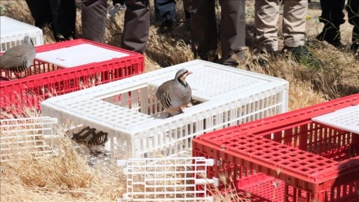 Yozgat'ta 1000 kınalı keklik doğaya bırakıldı
