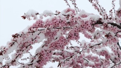 Yozgat ve Tokat'ta mayısta kar etkili oldu