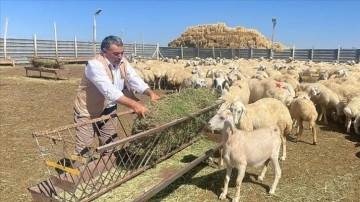 Yozgat'ta "Çadır ağıl" projesiyle küçükbaş hayvan sayısının artırılması hedefleniyor