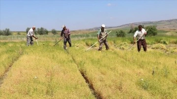 Yozgat'ta yeşil mercimek hasadı başladı