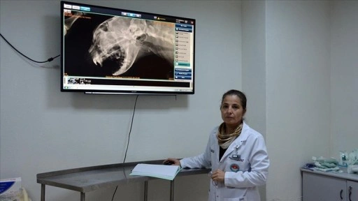 Yüksekten düşerek damağı yarılan kedi nadir uygulanan teknikle tedavi edildi