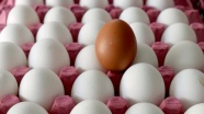 Yumurta ihracatı rekora koşuyor