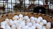 Yumurta sektörü 'köy yumurtası aldatmacası'ndan rahatsız