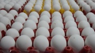 Yumurta üreticileri İran üzerinden ihracata başlamaya hazır