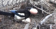 Yumurtaları çalınınca güvenlik kamerası yerleştirdi, hırsızı görünce neye uğradığını şaşırdı