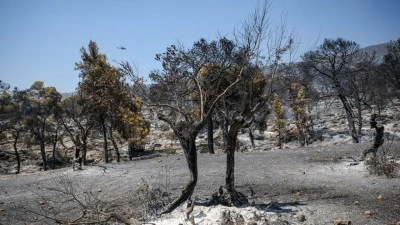 Yunanistan'da Attiki ve Voiotia'daki yangında 111 bin 732 d&ouml;n&uuml;m k&uuml;l oldu
