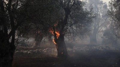Yunanistan'ın Viotia ilinde &ccedil;ıkan orman yangınına m&uuml;dahale ediliyor