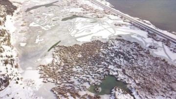 Yüzeyi buzla kaplanan Ahlat'taki "Kuş Cenneti" dronla görüntülendi