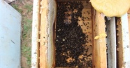 Yüzlerce kovan arı zehirlendi