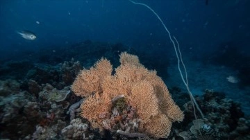 Zanzibar'ın "mercan bahçeleri" balıkçılık tehdidi altında