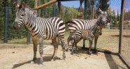 Zebra ailesi genişledi, daha da genişleyecek!