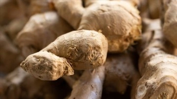 'Zencefil'in Alzheimer ve kanser hastalıklarına karşı potansiyeli araştırıldı