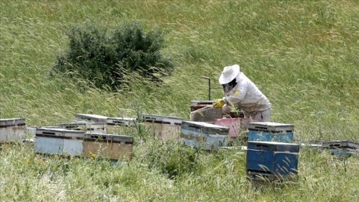 Zengin floraya sahip Muş Ovası'na farklı illerden 507 arıcı geldi