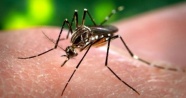Zika virüsü Finlandiya’ya sıçradı