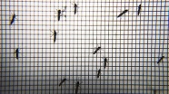 Zika'yla 'sivrisinek ordusu' mücadele edecek