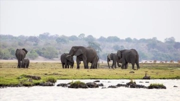 Zimbabve'de kuraklık nedeniyle en az 100 fil öldü