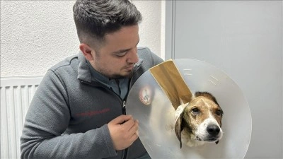 Zonguldak'ta kanserli k&ouml;pek, operasyon ve elektro kemoterapiyle sağlığına kavuştu