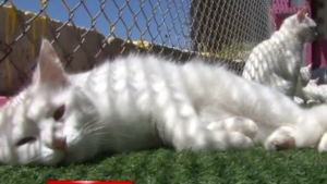 Van kedilerini koruma tedbirleri arttırıldı