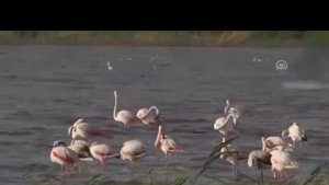 Allı Turnalar &quot;Flamingo&quot; oldu, Erçek Gölü’nde şölen sundu