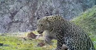 Anadolu Leoparı'nın foto kapanla kaydedilen son görüntüleri paylaşıldı