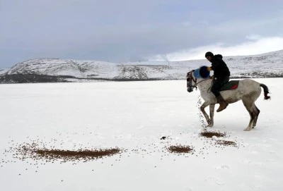 Atlı kızaklar yiyecek bulamayan yaban hayvanları için mesai yaptı