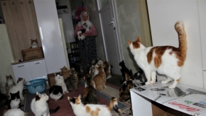 Bir evde tam 58 kedi... Hepsi de sokak kedisi, hepsinin de ismi var!