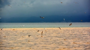 Edremit Körfezi’nde deniz kahverengine döndü