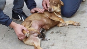 Manisa&#039;da sokakta bulunan yavru kediye gebe köpek sahip çıktı