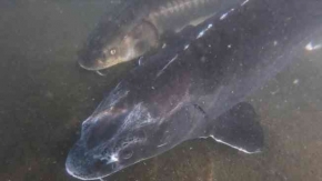 Nesli yok olma tehdidi altındaki Mersin balığı özel havuzlarda yetiştiriliyor