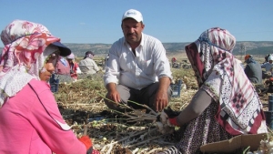 Mevsimlik işçiler dönüş yoluna düştü... İşte sorunları...