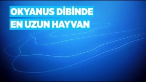 Okyanus dibinde bilinen en uzun hayvan keşfedildi