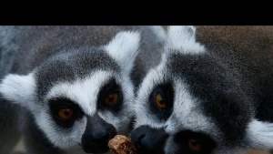 Parkta &quot;Üşüyen lemurlar” özel “ısıtıcı&quot; ile sevindi