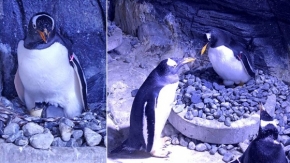 Türkiye&#039;nin ilk bebek kutup pengueni İstanbul&#039;da dünyaya geldi