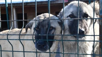 Sivas'taki bakım ve rehabilite merkezi sahipsiz hayvanlara yuva oluyor